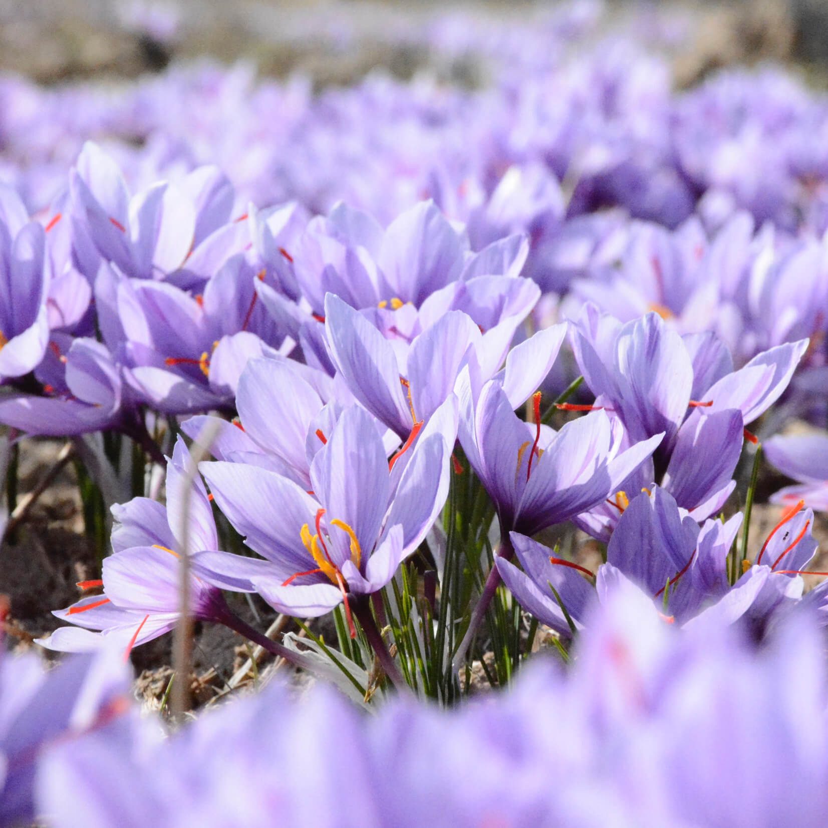 mohammad-amiri-239522-unsplash Photo of purple flowers